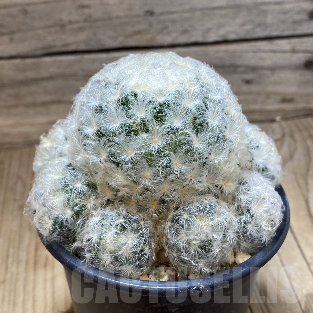 SH11270 Mammillaria plumosa - Image 2