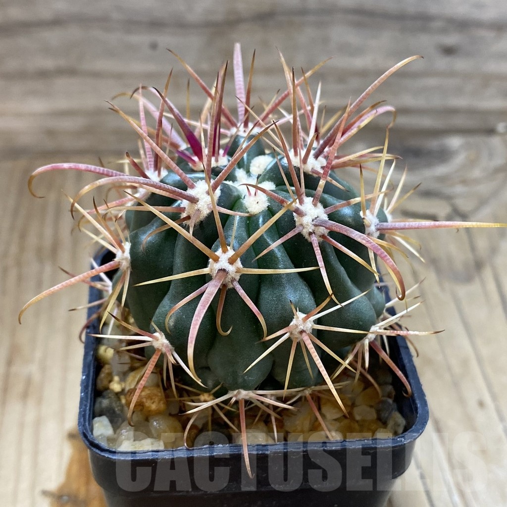 SH321 Ferocactus fordii - Image 2