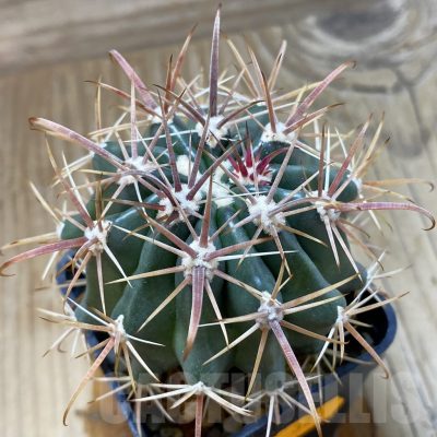 SH323 Ferocactus fordii