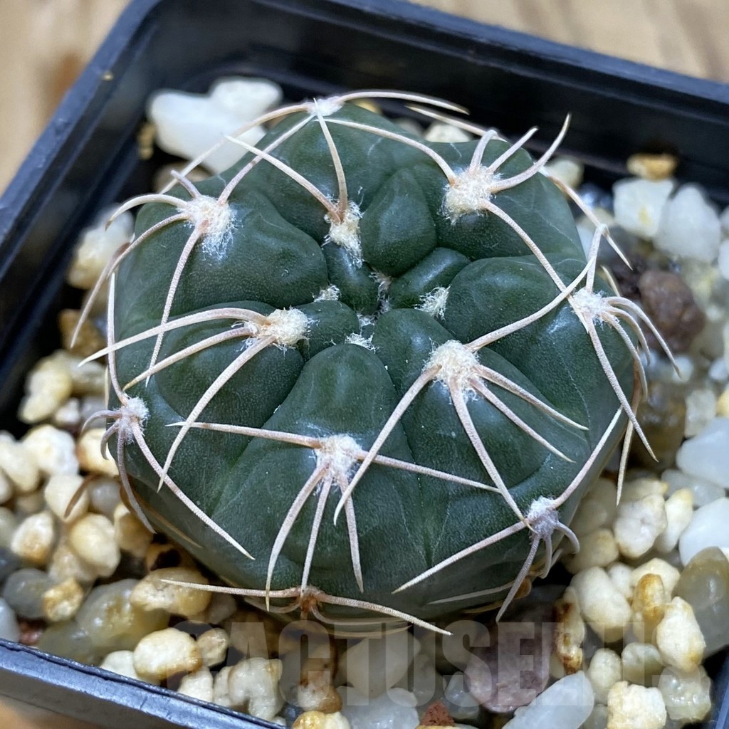 SH428 Gymnocalycium nataliae aff. MM 650
