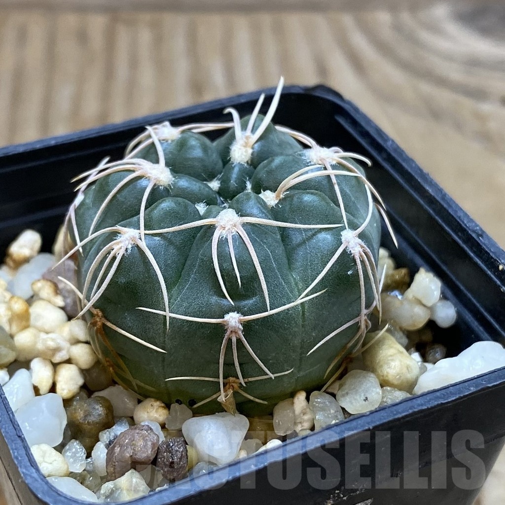 SH428 Gymnocalycium nataliae aff. MM 650 - Image 2