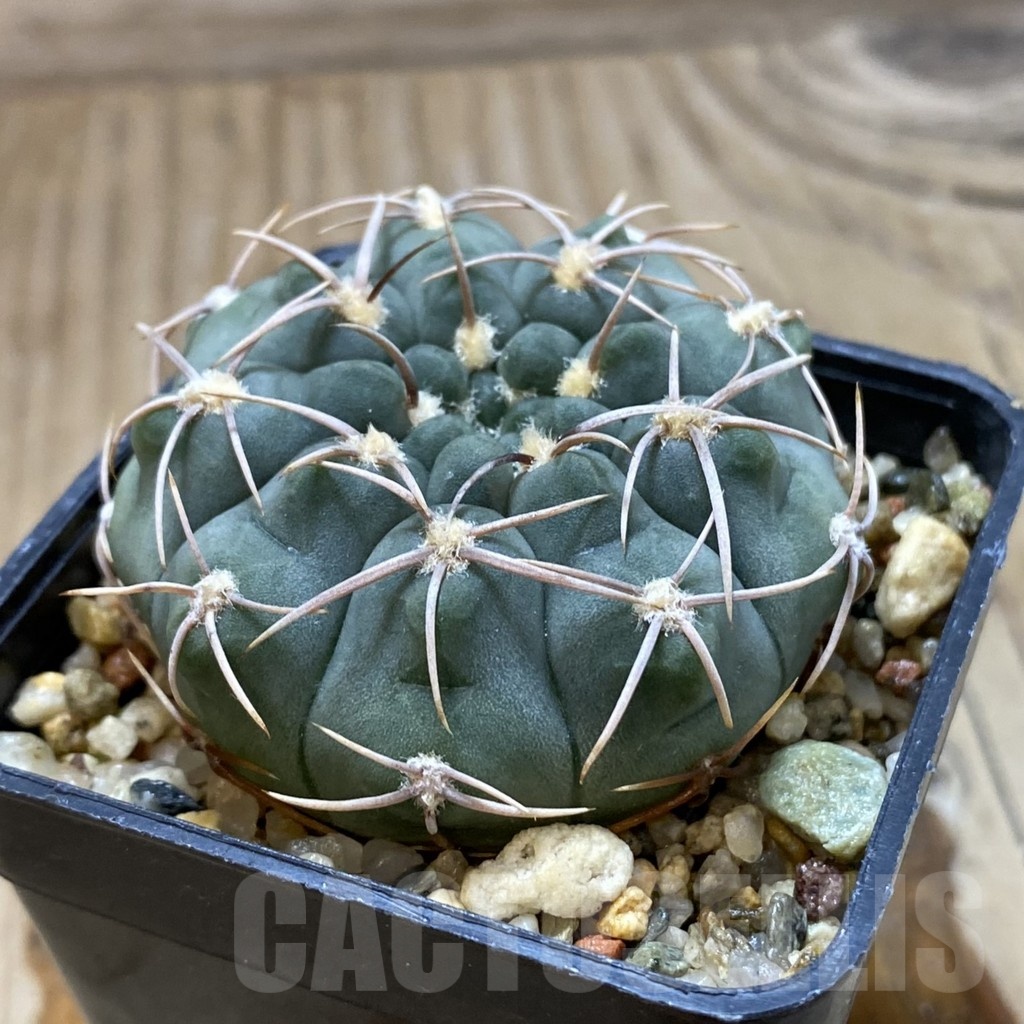 SH2449 Gymnocalycium ochoterenae VG 250 - Image 2
