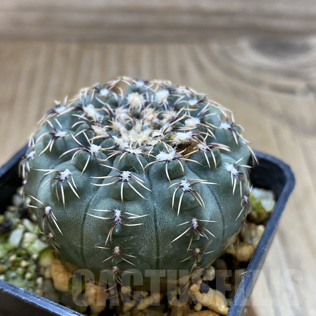 SH2453 Gymnocalycium stellatum v. zantnerianum VG 342 - Image 2