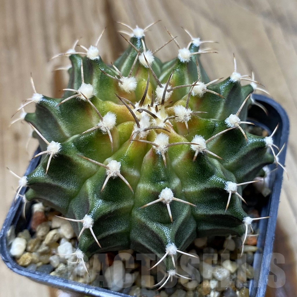 SH3224 Gymnocalycium mihanovichii ‘Neon’ hybrid