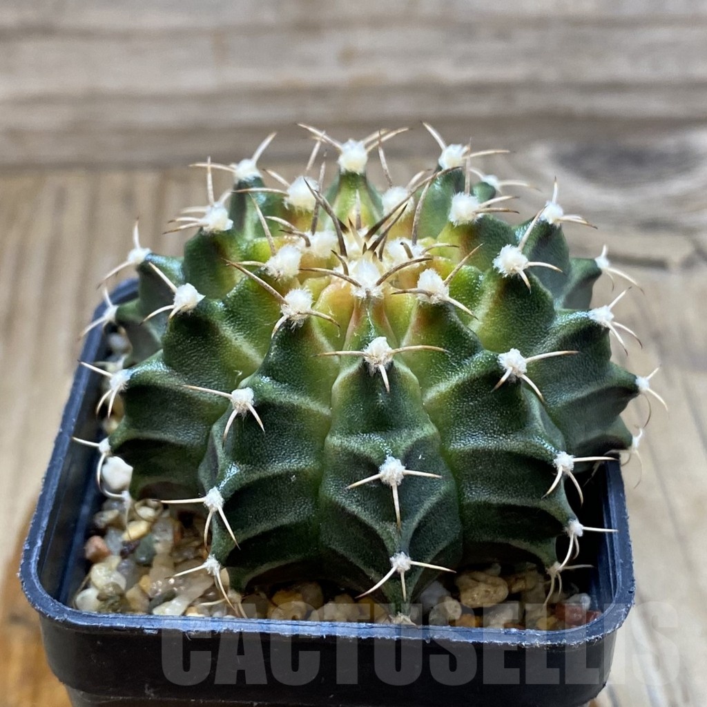 SH3224 Gymnocalycium mihanovichii ‘Neon’ hybrid - Image 2