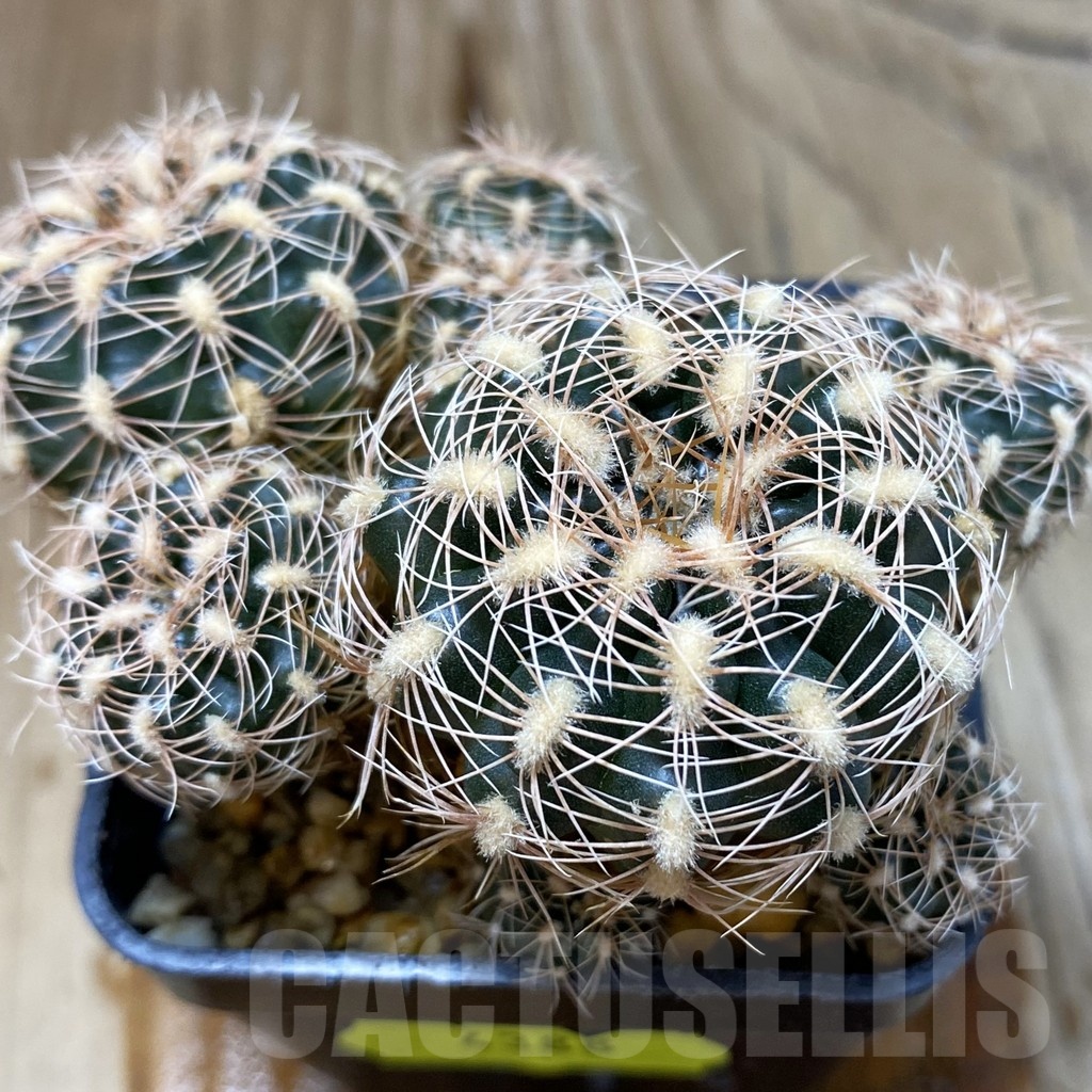SH4388 Gymnocalycium bruchii v. hossei