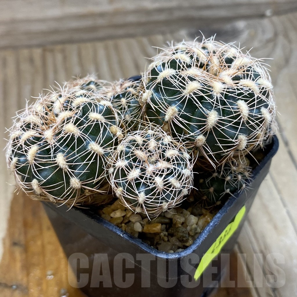SH4388 Gymnocalycium bruchii v. hossei - Image 2
