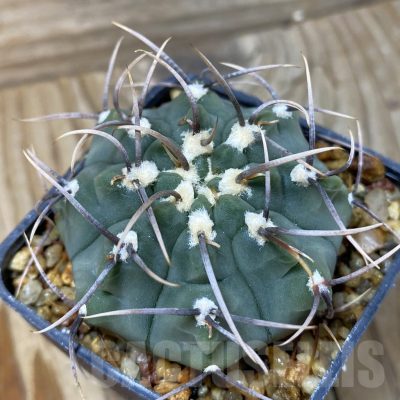 SH4933 Gymnocalycium vatteri 1-spines
