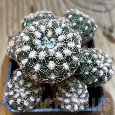 SH4937 Gymnocalycium bruchii