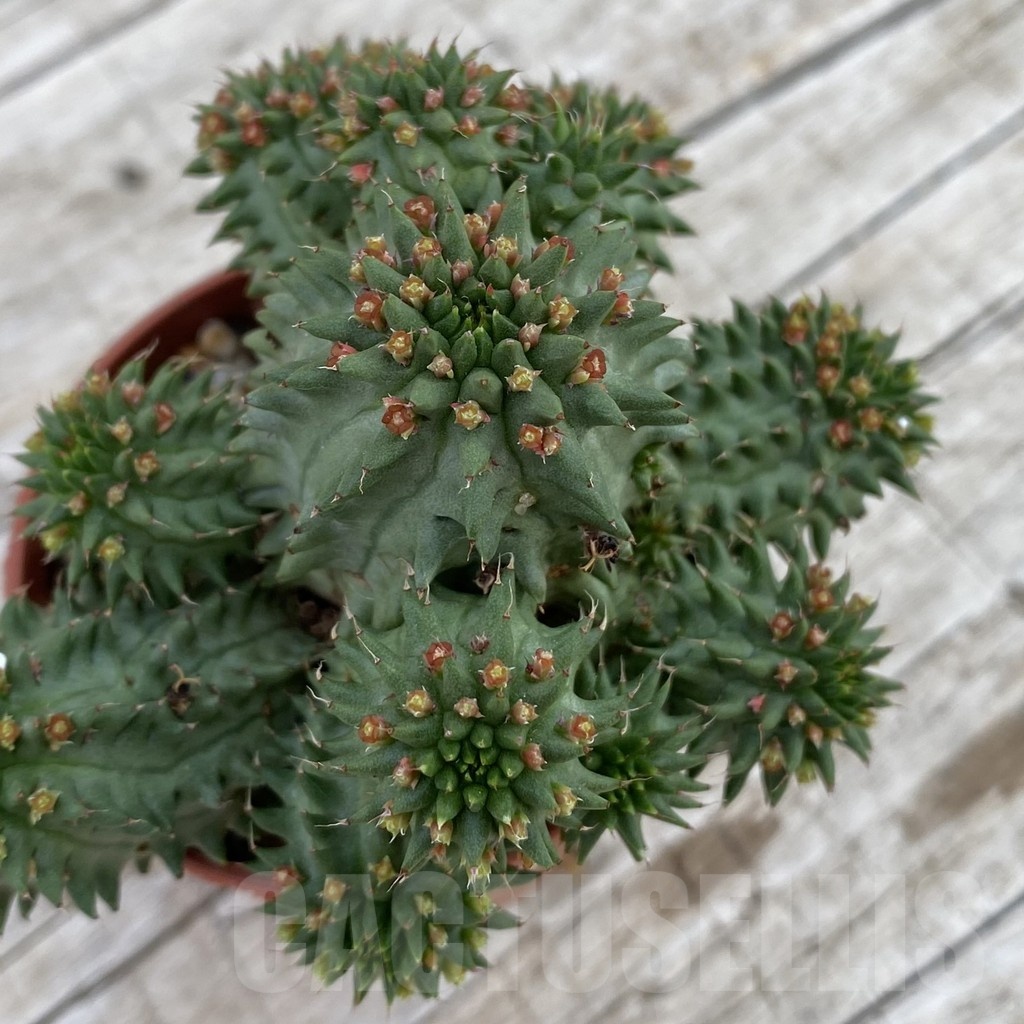 SH19050 Euphorbia susannae