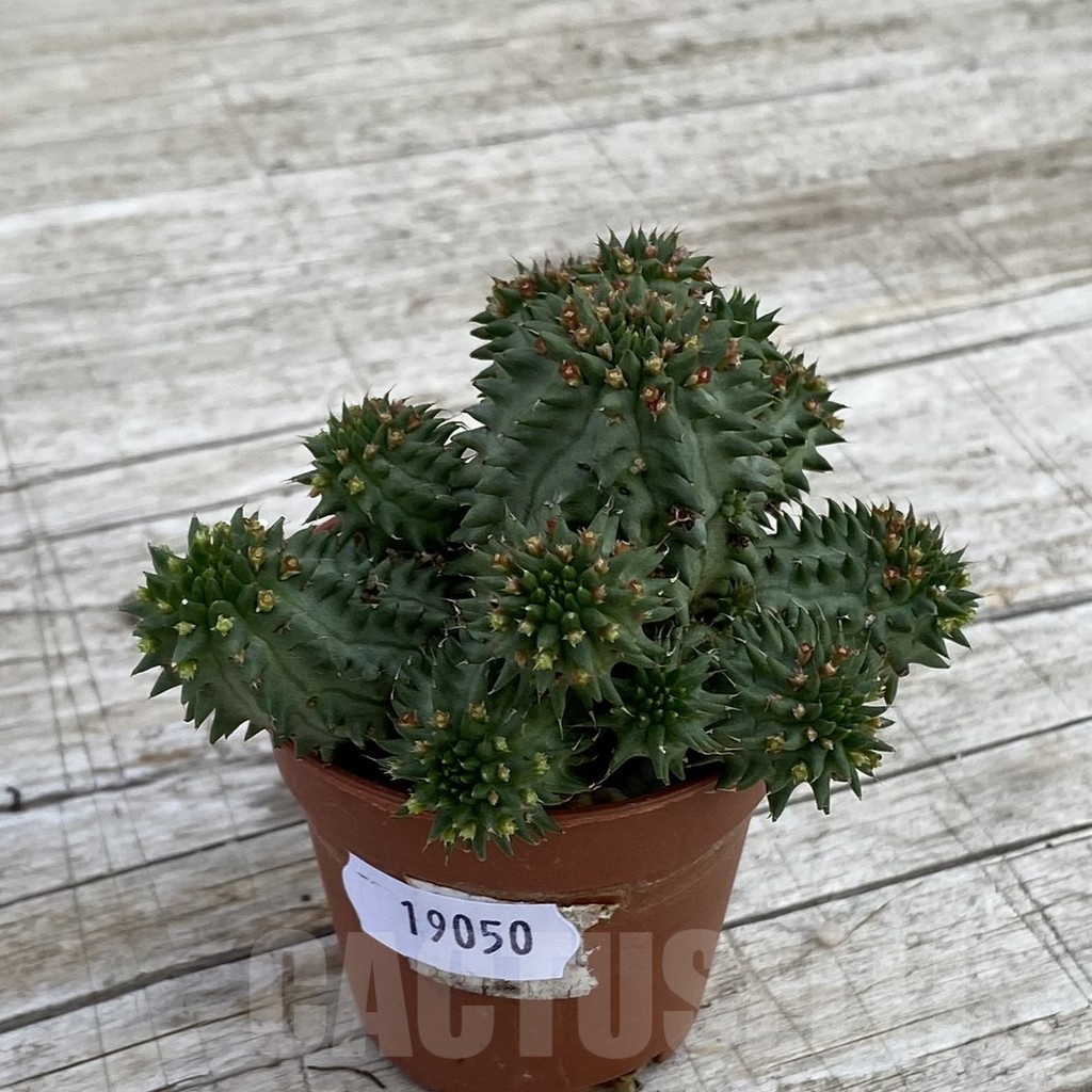 SH19050 Euphorbia susannae - Image 2