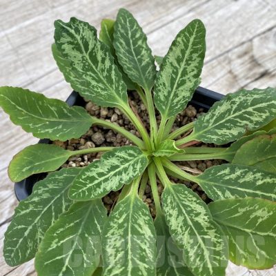 SH5951 Euphorbia spannringii 'Fish Bone'