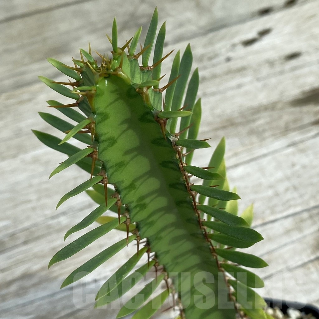SH6682 Euphorbia griseola v. zambiensis PV2933