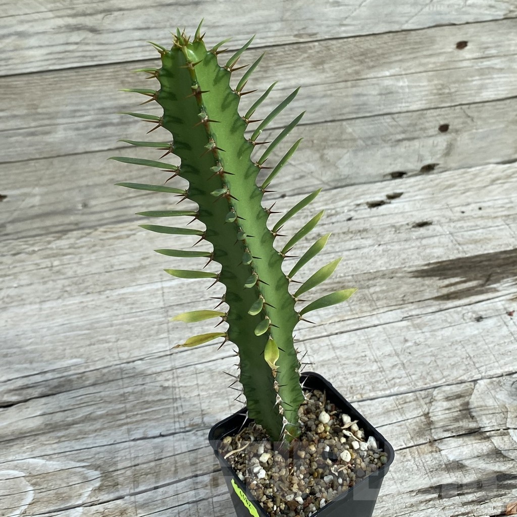 SH6682 Euphorbia griseola v. zambiensis PV2933 - Image 2
