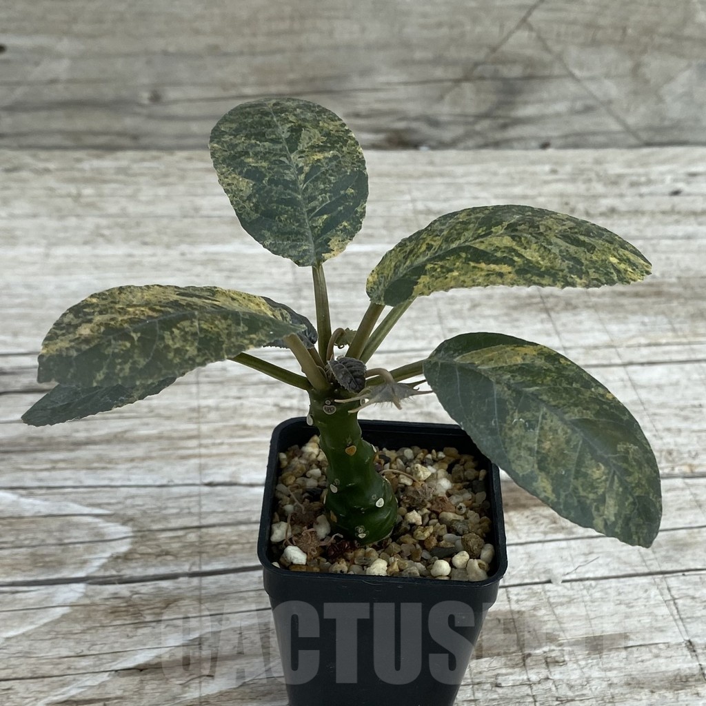 SH8201 Dorstenia foetida f. variegata - Image 2