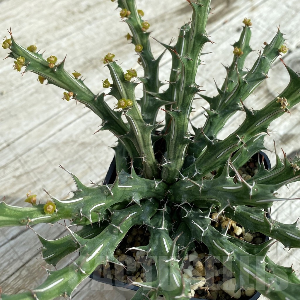 SH6685 Euphorbia furcata