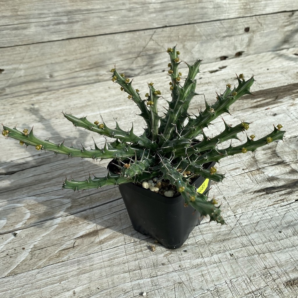 SH6685 Euphorbia furcata - Image 2