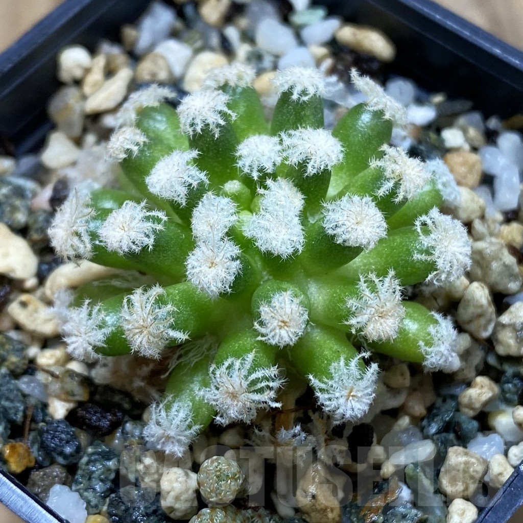 SH19054 Mammillaria plumosa ‘Snow’