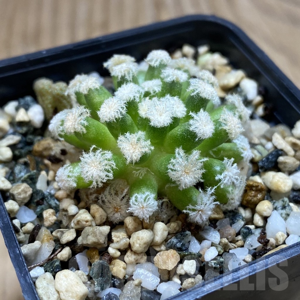 SH19054 Mammillaria plumosa ‘Snow’ - Image 2