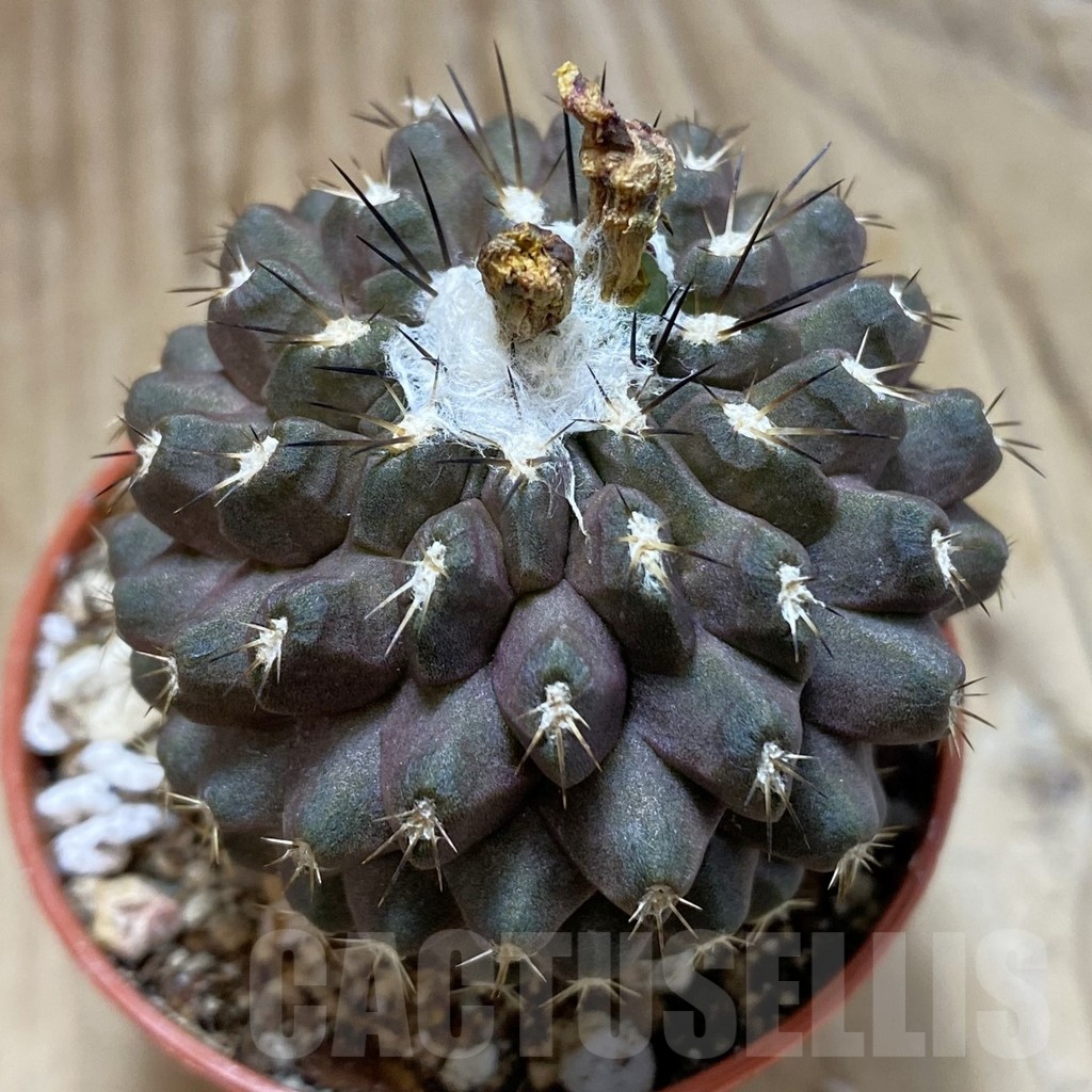 SH19124 Copiapoa leonensis HR1061, grafted