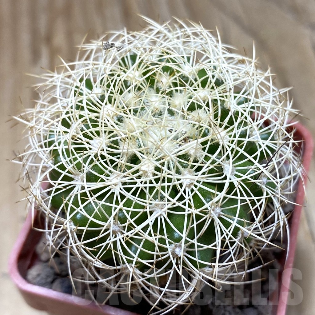 SH19156 Discocactus araneispinus MH 733, own roots