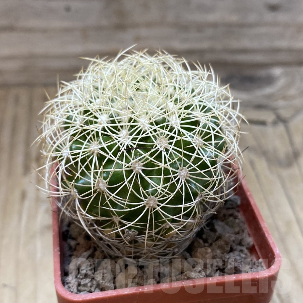 SH19156 Discocactus araneispinus MH 733, own roots - Image 2