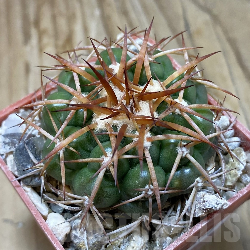 SH19157 Discocactus cangaensis MH886, own roots