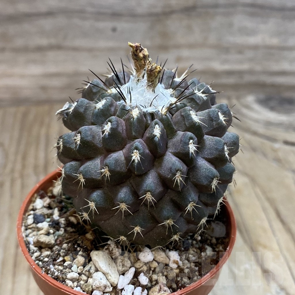 SH19124 Copiapoa leonensis HR1061, grafted - Image 2