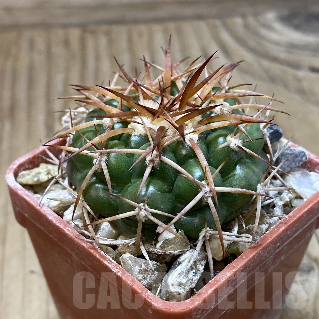SH19157 Discocactus cangaensis MH886, own roots - Image 2