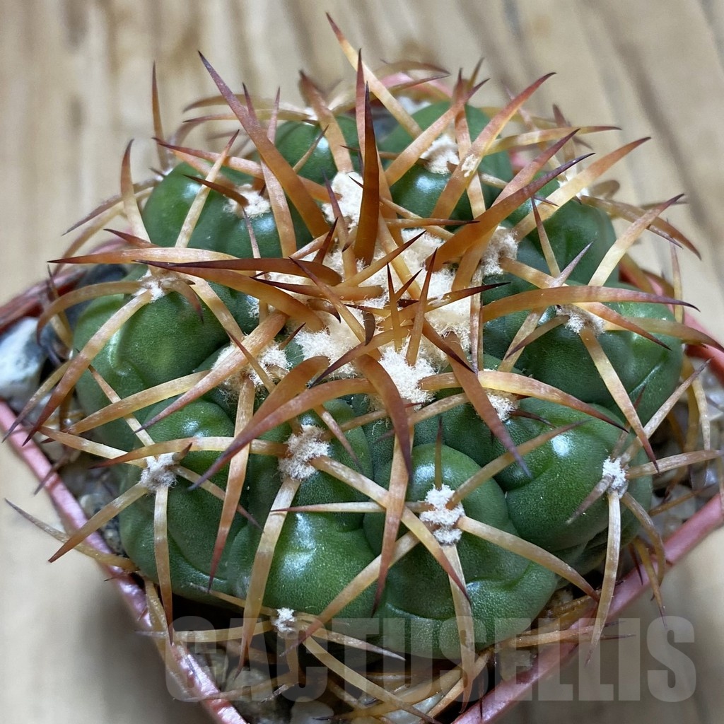 SH19158 Discocactus cangaensis MH886, own roots
