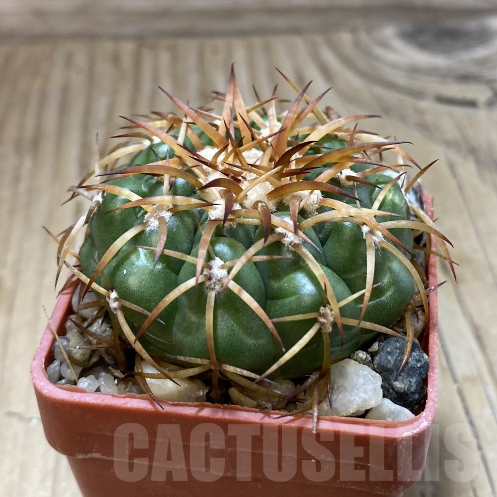 SH19158 Discocactus cangaensis MH886, own roots - Image 2
