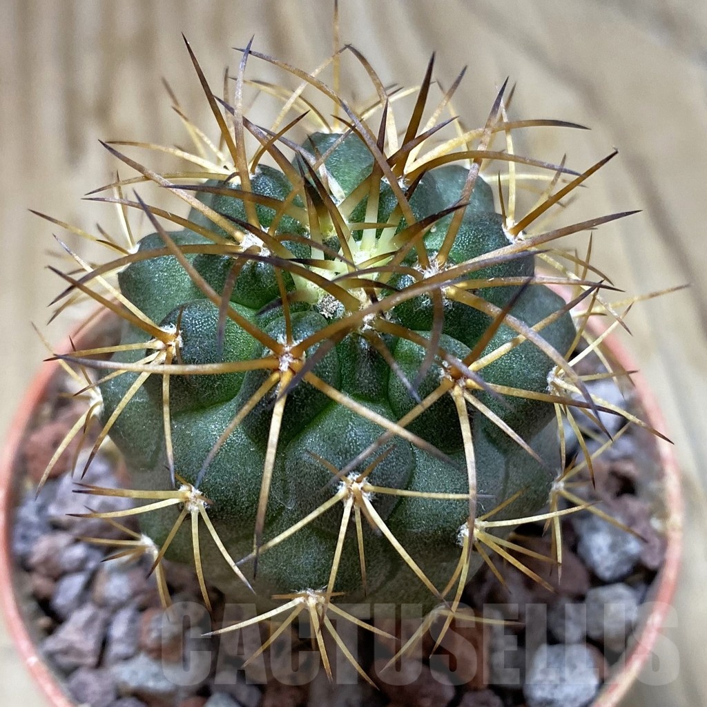 SH19125 Copiapoa schulziana SL-12-24, grafted