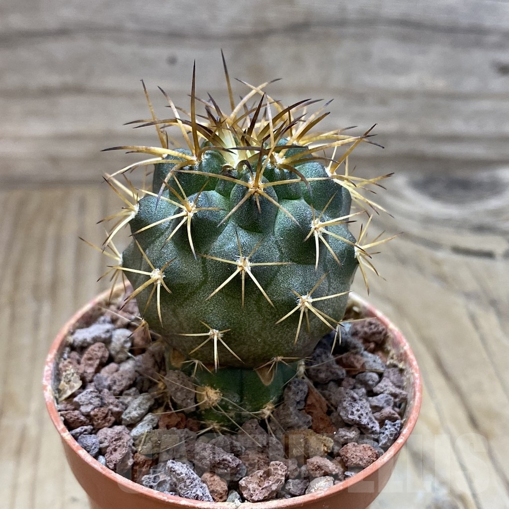 SH19125 Copiapoa schulziana SL-12-24, grafted - Image 2
