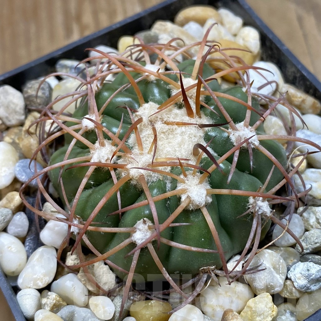 SH19169 Discocactus sp. MH722, own roots