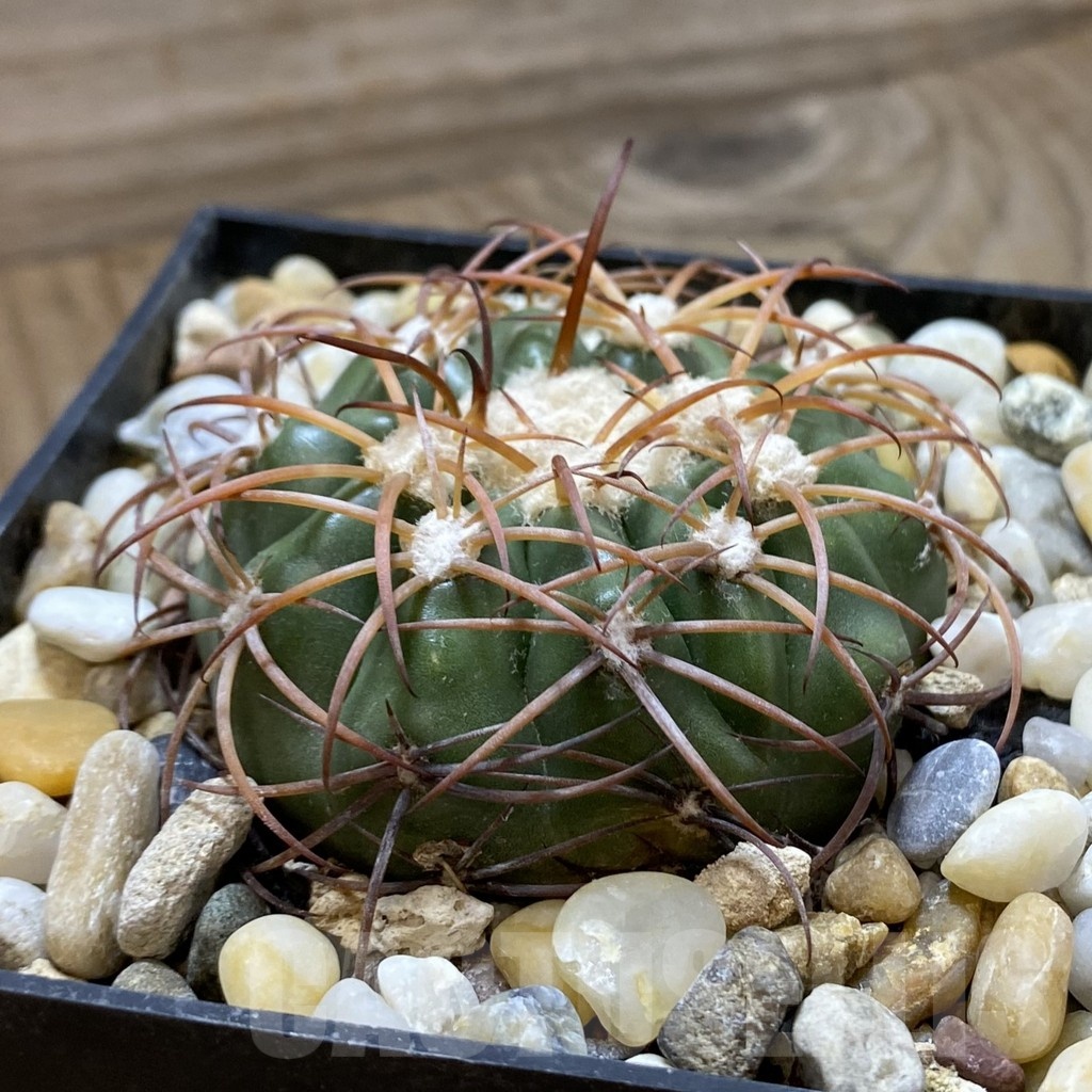 SH19169 Discocactus sp. MH722, own roots - Image 2