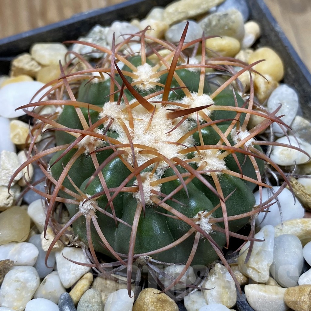SH19170 Discocactus sp. MH722, own roots