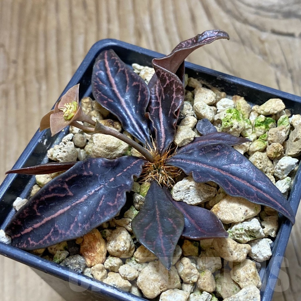 SH19178 Euphorbia francoisii hybrid - Image 2