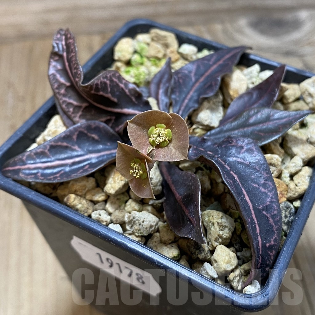 SH19178 Euphorbia francoisii hybrid