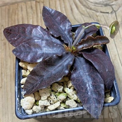 SH19179 Euphorbia francoisii hybrid