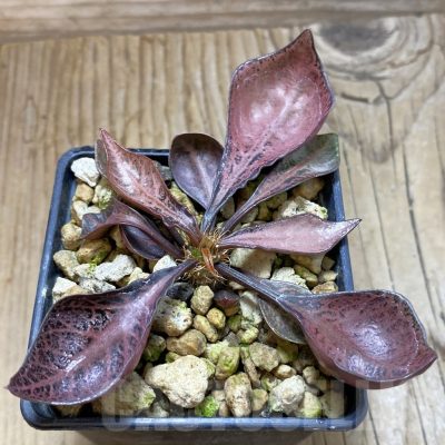 SH19180 Euphorbia francoisii hybrid