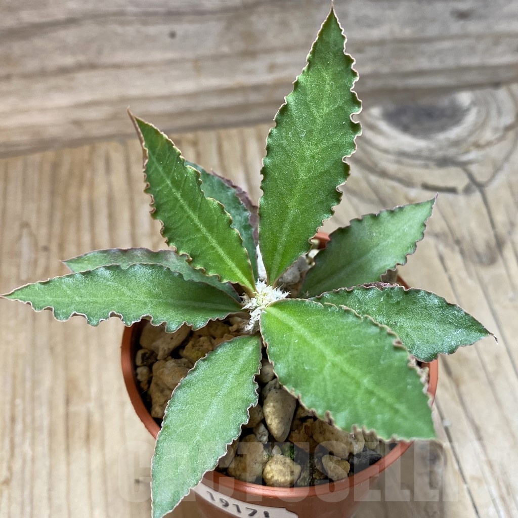 SH19181 Euphorbia suzannae-marnierae