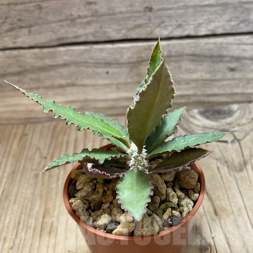 SH19181 Euphorbia suzannae-marnierae - Image 2
