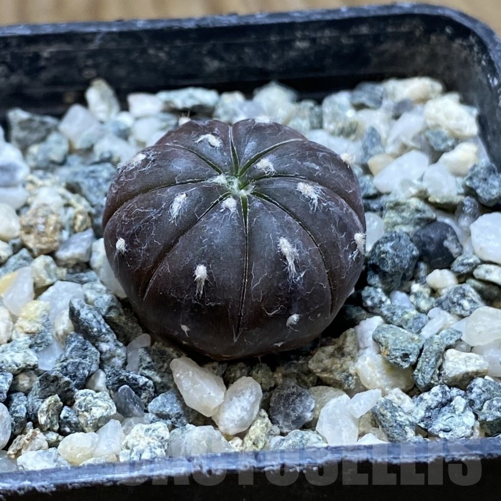SH19186 Astrophytum asterias ‘Purple Skin’ - Image 2