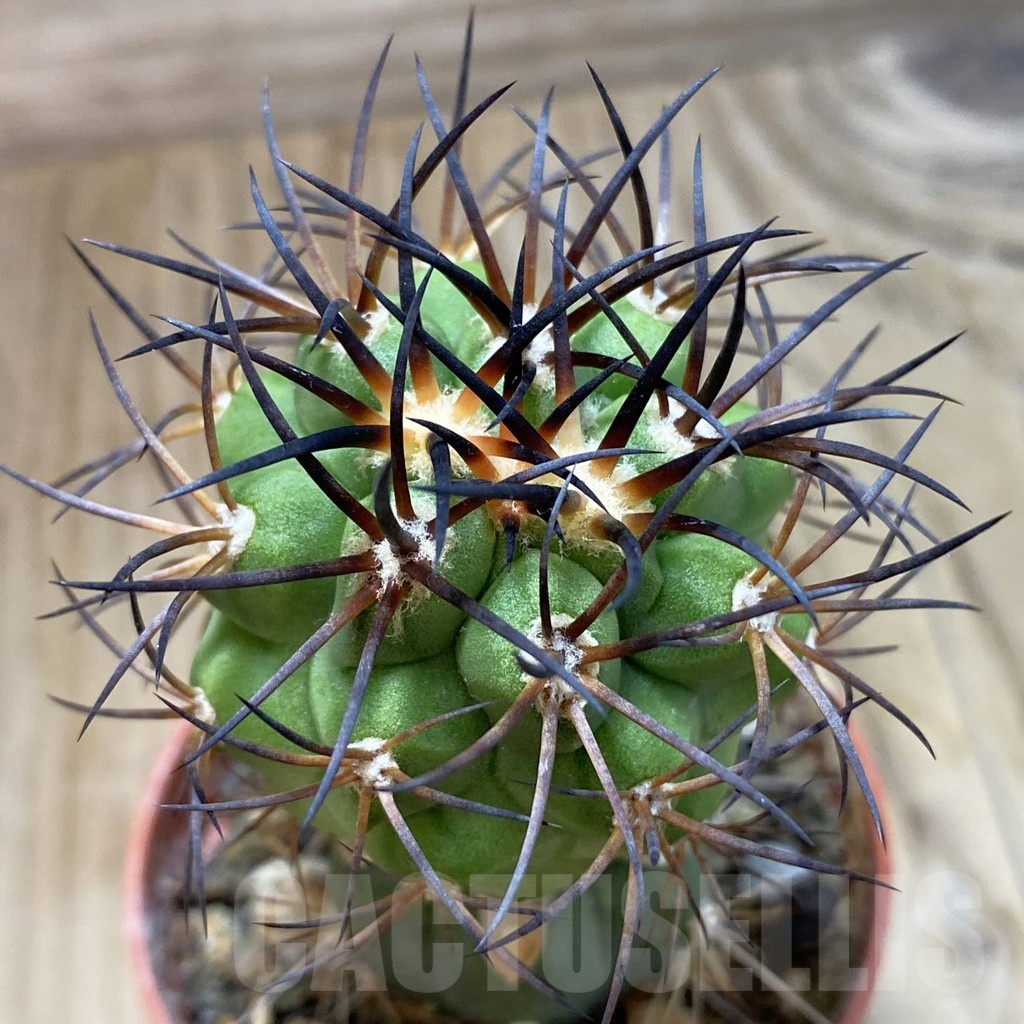 SH19121 Copiapoa vallenarensis SI-61-24, grafted