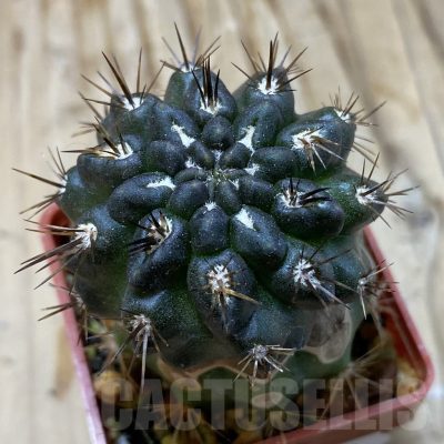 SH19130 Pyrrhocactus sp. PL129 B, grafted