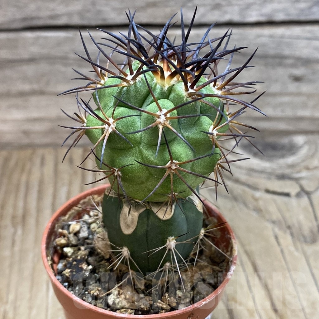 SH19121 Copiapoa vallenarensis SI-61-24, grafted - Image 2