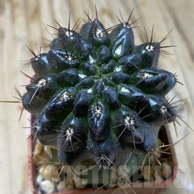 SH19131 Pyrrhocactus sp. PL129, grafted