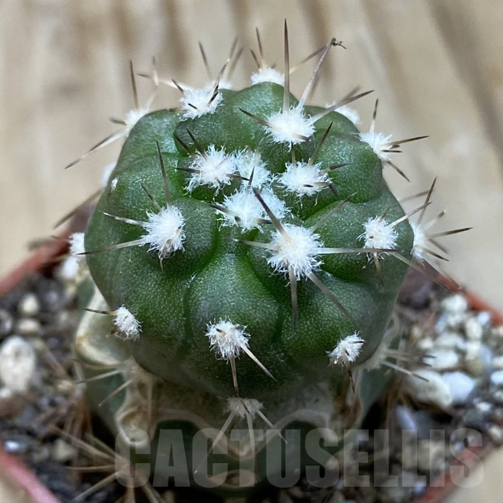 SH19132 Copiapoa cinerea v. albispina PL 142 A, grafted