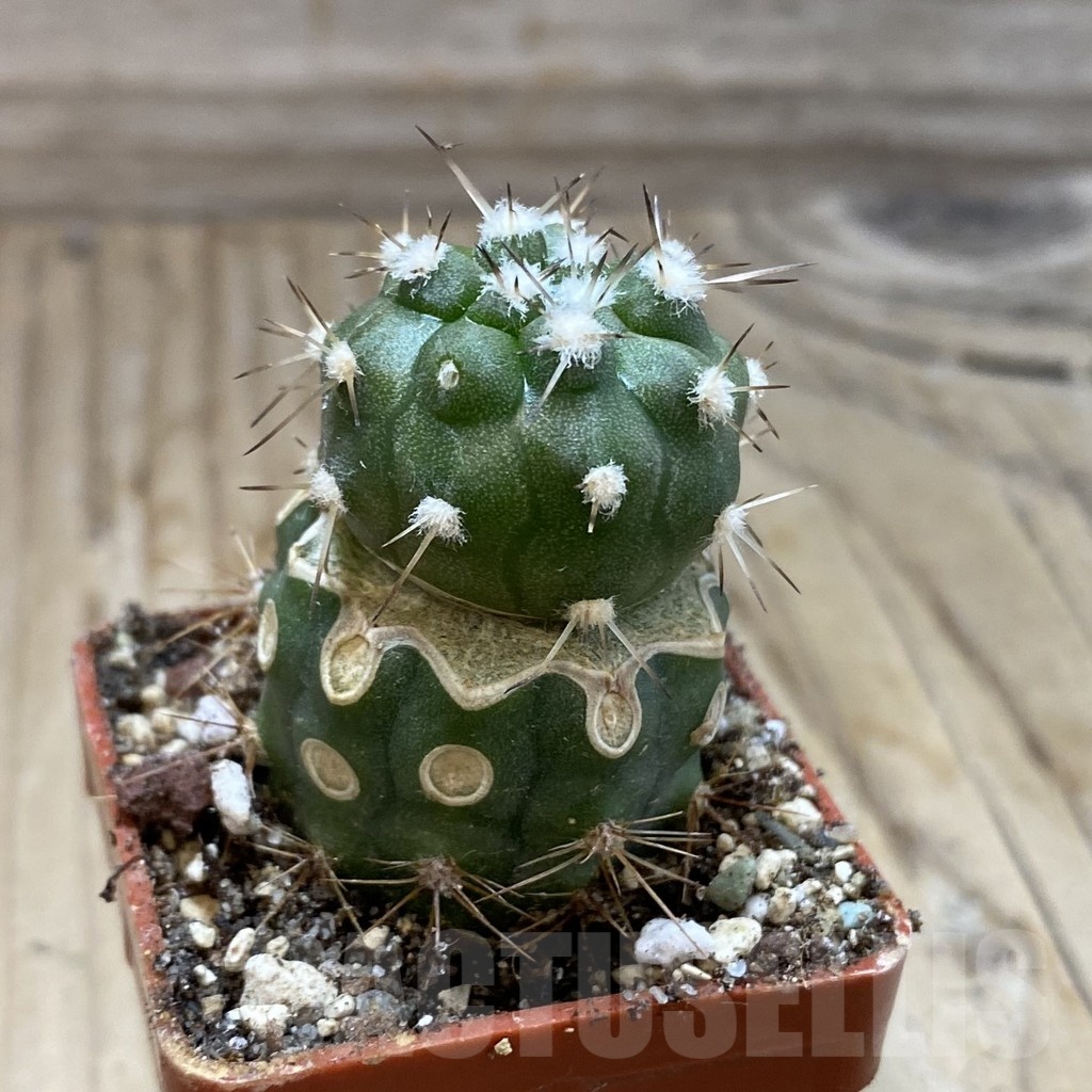 SH19132 Copiapoa cinerea v. albispina PL 142 A, grafted - Image 2