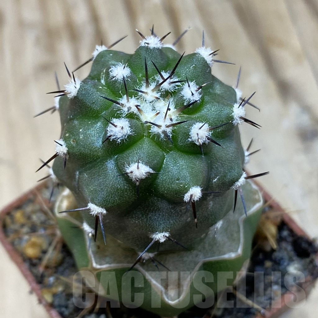SH19133 Copiapoa cinerea f. inermis PL 143 A , grafted